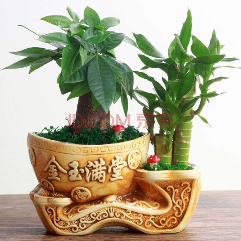 花嘟嘟 发财树罗汉松九里香榕树盆栽组合陶瓷花盆套餐客厅办公室小