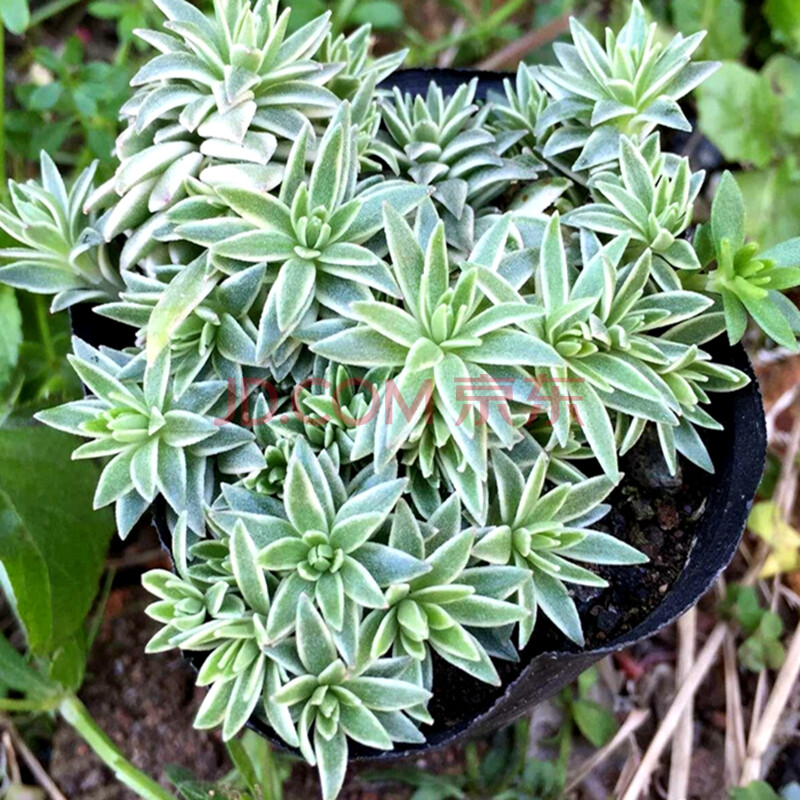 花络阁四海波 旋叶卷娟 姬吹雪 马库斯 大红卷娟 番杏科 多肉植物 姬