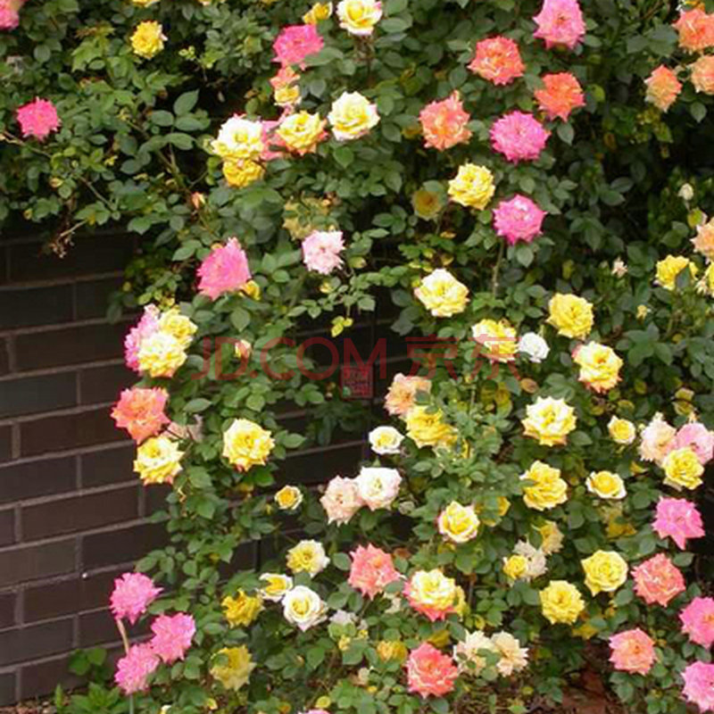 新卉轩 月季花苗 彩虹果冻