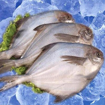 冷冻海鱼种类图片鱼名图片