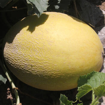 【天瓜】新疆有机天瓜1个装约2.