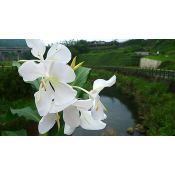 肯园anius-野姜花纯露butterfly ginger hydrolate 200ml