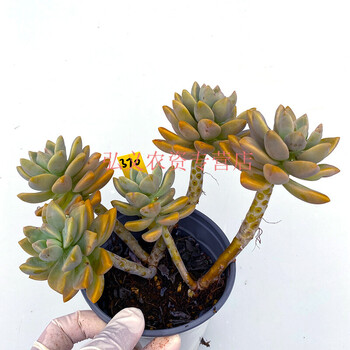 淡雪胧月科属多肉植物老桩群生大株向阳派园艺370号幽灵公主12cm盆散群两年桩裸根不带土 图片价格品牌报价 京东