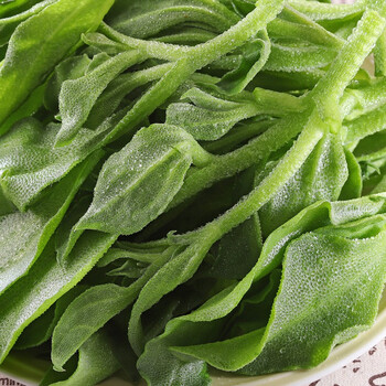 新鲜冰草冰菜蔬菜非洲花冰叶火锅即食生吃沙拉菜凉拌整箱 2斤装