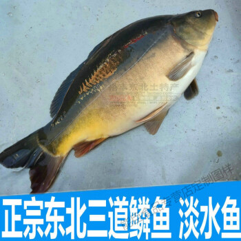 6015東北三道鱗魚黑龍江淡水魚三道鱗無鱗魚鮮活速凍特產食品定製