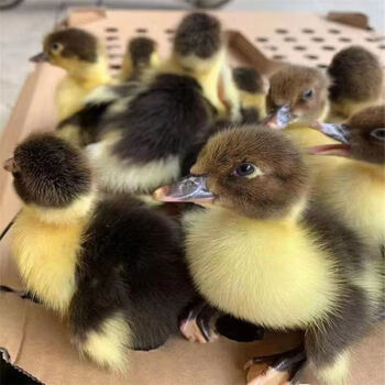 正宗黑番鸭苗活体旱鸭小鸭子活物麻鸭蛋鸭活苗白鸭青头鸭幼苗批发