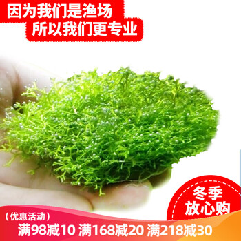云峰海瑞鱼缸水草前景莫丝莫斯水草水族箱造景套餐水草活体草缸造景装饰水族鱼缸造景迷你鹿角苔8 8网片定植 图片价格品牌报价 京东