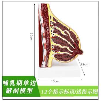 乳房模型人體教學道具仿真哺乳期胸部解剖乳房結構造乳房病變模型催乳