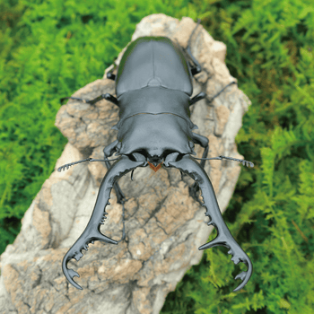 牧野虫社长颈鹿锯锹甲独角仙甲虫爬宠活体锹形虫昆虫中国大扁兜虫养殖