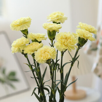 花果山云南鲜花卉康乃馨零售单头多头真花束教师节情人节礼物瓶插花20