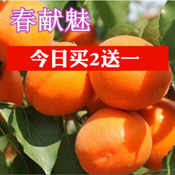 绿达花卉杏树苗嫁接树苗早春香杏子苗新品种水果树苗丰园红杏子树苗