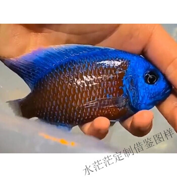 网红大型观赏鱼蓝面财神金红龙配虎鱼热带鱼魟鱼活体鱼好养耐活鱼合同