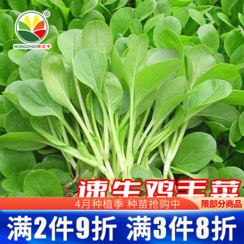 農之子雞毛菜菜籽種子速生壽禾雞毛菜種子50g約1萬粒