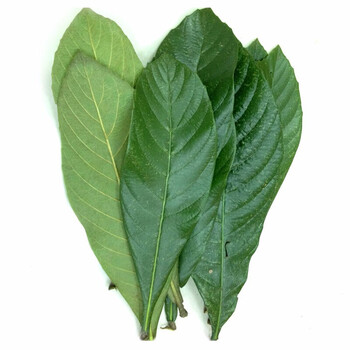 新鲜枇杷叶500g老叶深山野生批把叶新鲜采摘发货 500g