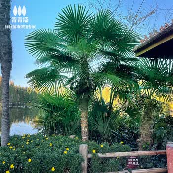 芬茂棕榈树苗扇子树庭院风景大树园林绿化四季常青植物盆栽名贵苗