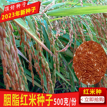 细辛红米水稻种子胭脂稻谷种籼米长粒高产红色大米原种籽一斤红籼米