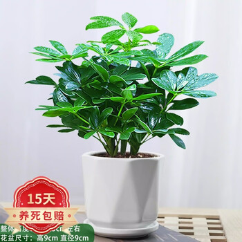 八方来财鸭脚木四季常青办公室内阳台绿植盆栽花卉发财树苗植物 八方