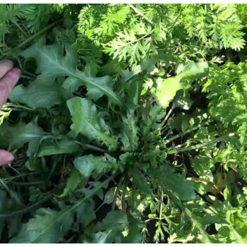 鮮美驚蘇北農家現挖野生香薺薺菜野菜新鮮餛飩餃包子餡商用順豐1500g