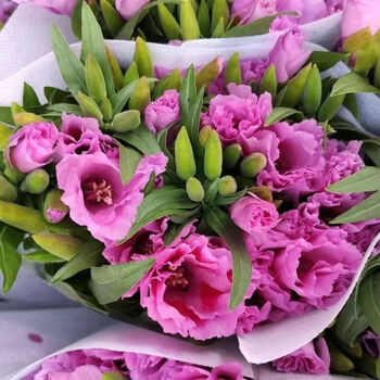 【古代稀送春花】 云南基地直发鲜切花稀有花材水培唯美鲜花 活力桃红