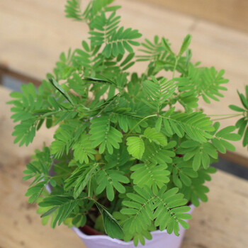 四季开花七彩学生指甲花种籽子室内盆栽植物草套装含羞草500粒肥料