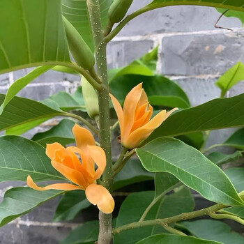 沁茗毓白兰花玉兰树苗浓香花卉黄角兰植物阳台室内绿植易活盆栽 黄兰