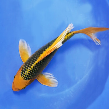 金松叶龙凤锦鲤长尾冷水淡水鱼纯种水族观赏鱼红白昭和三色金鱼 -21cm