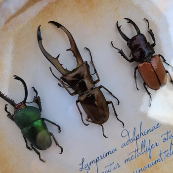 甲虫昆虫标本蜻蜓金龟子南洋大兜虫真昆虫标本欧式可挂生日礼物3只