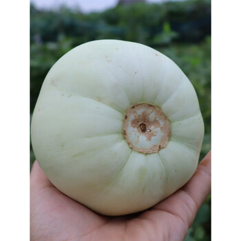 玫栀湖南衡阳耒阳本地香瓜现摘现发当季新鲜水果甜宝瓜脆小甜瓜 5斤 