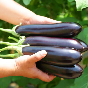 农大姐妹 茄子 山东紫色长茄 面包茄 新鲜蔬菜紫黑色茄子 （净重）5斤