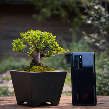 妙优可矮霸小叶雀梅盆景老桩造型室内盆栽绿植喜阳耐晒植物室外阳台好