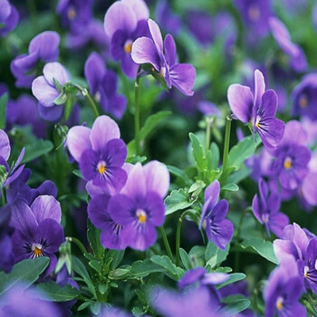 元冬大花千日红种子百日红火球庭院景观绿化千日紫分花种子花卉花籽紫罗兰种子250克 图片价格品牌报价 京东