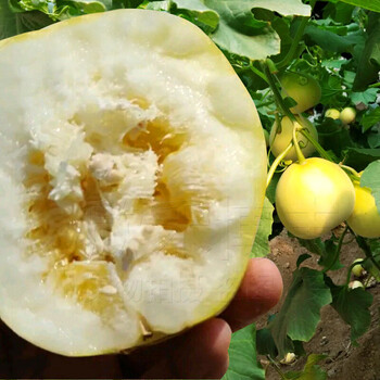 冰翡翠甜瓜种子羊角蜜香瓜种籽酥白沙蜜伊丽莎白四季春季水果种孑黄脆