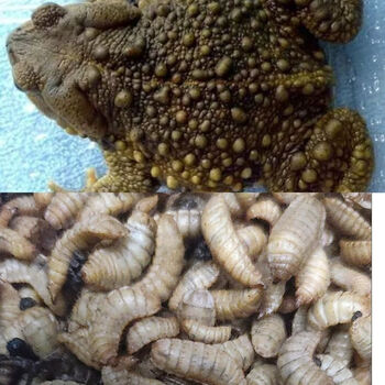 蛆活蛤蟆蛆活虫苍蝇蛆加工蛤蟆蛆蟾蜍蛆加工10只