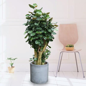 睿格达金钱兜盆栽福禄桐中大型室内观叶型办公室植物钱多多绿植花卉