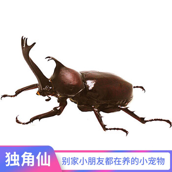 正画独角仙宠物甲虫幼虫活物爬虫巨型超大个体一公一母活体送新手套餐独角仙成虫6cm单公 图片价格品牌报价 京东