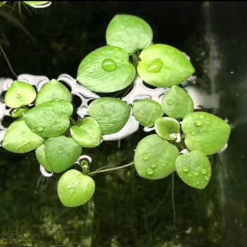 虹弦见金鱼缸圆心苹果浮萍可防止减少斗鱼跳缸净化水质淡水族箱造景