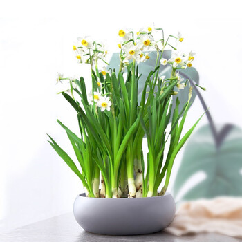 绿丝绦水仙花种球水培室内花卉进口水仙花绿植水培花卉盆栽植物洋水仙花卉水仙种球4个 陶瓷盆 图片价格品牌报价 京东