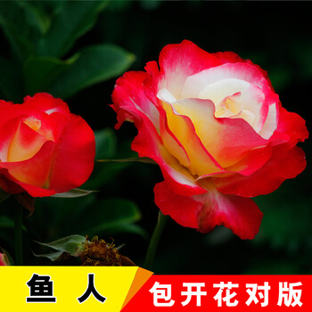 盆栽花卉观花植物室内花蔷薇月季花四季带花苞 11号鱼人6棵 生根粉 肥