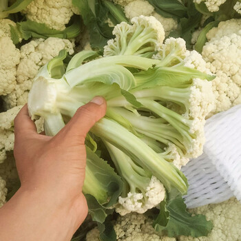 寿禾青梗松花菜种子有机菜花花椰菜花菜苗家庭大田春季播种四季种植高产蔬菜菜籽种籽 家庭常规种 青梗松花菜种子