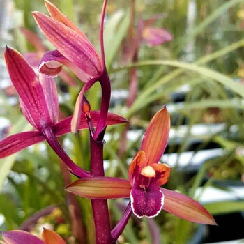 兰花蕙兰红香妃浓香峨眉红草红花盆栽室内阳台花卉3苗连体+送花肥【价格、品牌、报价】-1号店