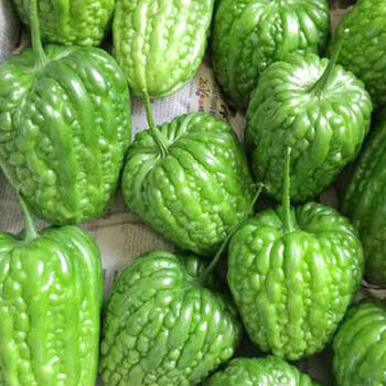 大顶苦瓜种籽苗特大疙瘩绿苦瓜四季春季珍珠秧苗阳台盆栽蔬菜孑秧大顶