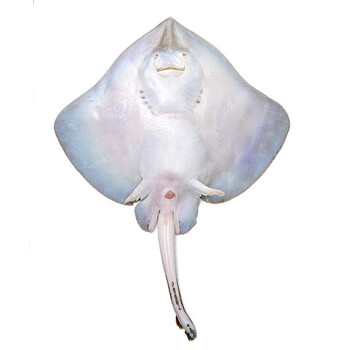 大菜园整条老板鱼魔鬼鱼新鲜鲜活冷冻海鲜鲽鱼老子鱼瑶鱼劳板鱼25kg5