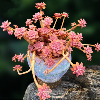 多肉老桩群生悬崖桩进口多肉植物多头缀化法师锦容易吸甲醛 23-35厘米