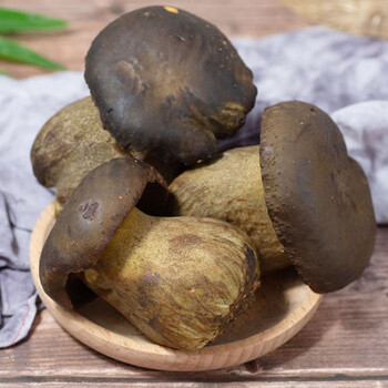 [顺丰空运] 云南新鲜菌鲜 黑牛肝菌 500克