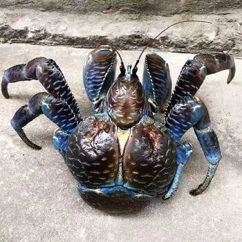 螃蟹保活活体异宠印尼椰子蟹超大寄居蟹宠物蟹 300-500克【图片 价格