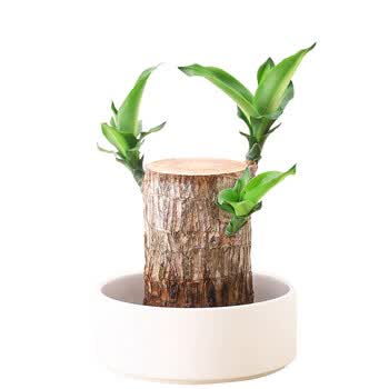 植淓缘巴西木幸运木带芽苞水养植物水培土养四季常青室内桌面盆栽