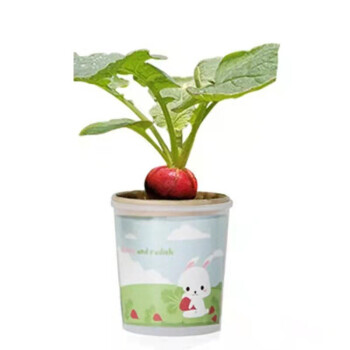 千帆亭 儿童种植小盆栽创意迷你植物种子花卉蔬菜微景观幼儿园礼品负