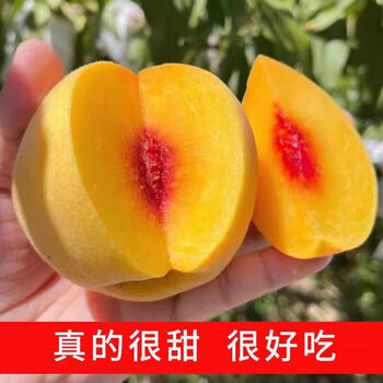 三十九度献鲜 三湖锦绣黄桃5斤中果 当季新鲜水果红心黄桃现摘 湖北