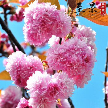 樱花树苗嫁接日本樱花苗阳光樱染井吉野盆栽樱花小苗晚樱早樱学校道路