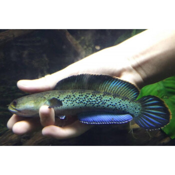 藍寶石雷龍魚鬼王雷龍巴卡2熱帶觀賞魚twinstar1213cm